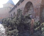 Новые деревья посадят на месте вырубленных в Нижегородском кремле елей  