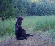 В Нижегородской области разрешили охоту на медведя с 1 августа  