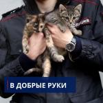Нижегородские полицейские ищут дом для двух котят 