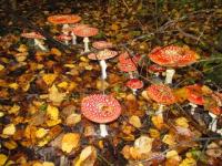 12 отравлений грибами зарегистрировано в Нижегородской области за 2021 год
 