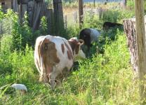 Корову и трех телят вернули хозяйке полицейские в Павловском районе 