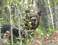 Медведь повздорил с роем ос в Керженском заповеднике 