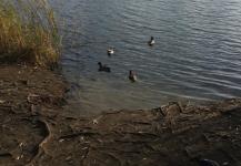 Нижегородцы могут подхватить церкариоз при купании в озерах с утками 