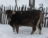 60-летнюю женщину-сторожа забодал бык в Кстовском районе 
