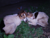 Истощенных собак выкинула из окна хозяйка живодерни в Дзержинске 