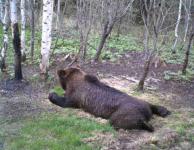 Около тысячи медведей обитают в Нижегородской области 