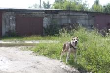 Водитель мопеда пострадал в ДТП из-за собаки в Ардатове 