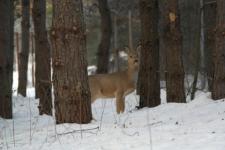 Сезон охоты на косулю закроется в Нижегородской области 1 января 