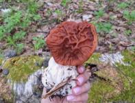 Редкий южный гриб нашла нижегородка в лесу 
