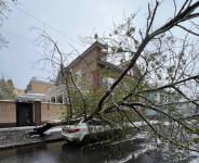 Майский снегопад повалил 129 деревьев в Нижнем Новгороде 