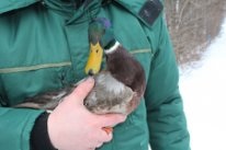 Замерзающего селезня дикой утки спасли в Нижнем Новгороде  