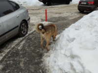 Агрессивный пес напал на двух домашних собак в Советском районе 