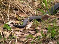 Восемь человек пострадали от укусов змей в Нижегородской области 