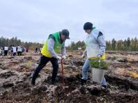 Более 16,5 тысячи сеянцев сосны высадили в Краснобаковском лесничестве  