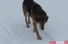 Нижегородцы сообщают о застреленных и раненых собаках в Мулино 