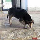 Почти 8 тыс. отловленных бродячих собак были убиты в Нижегородской области 