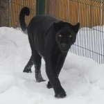 Ягуар Наоми впервые в этом году прогулялась по снегу в нижегородском зоопарке 