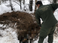 Труп пропавшего на Бору мужчины нашли закопанным в лесу 
