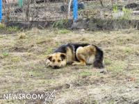 Новые площадки для выгула собак появятся в Нижнем Новгороде 