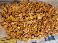 Нижегородцы рассказали, где находят грибы в июне 