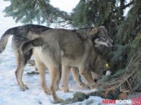 Авиаучёт диких животных апробируют в Нижегородской области 