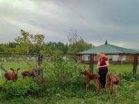 Четырех оставшихся без матери лосят спасли в Нижегородской области 
 