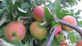 400 тонн фруктов и ягод собрали за год в Нижегородской области 