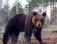 Медведи угрожают грибникам в нижегородских лесах в апреле 