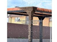 Пчелиный рой атаковал детскую площадку в нижегородском ЖК 
