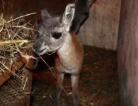 Новорождённого гуанако спасли в нижегородском зоопарке «Лимпопо» 