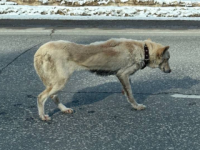 Истощенную собаку в ошейнике спасли в Нижегородской области 