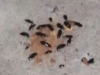 Тараканы заполонили жилой дом в Дзержинске 
