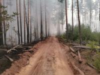 Площадь горения лесов в Воротынском районе сократилась до 61 га 