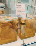 Музей патологической анатомии ПИМУ открывается после ремонта 