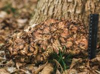 Редкий танцующий гриб обнаружили в нижегородском парке «Швейцария» 