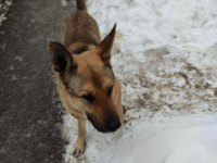 Агрессивная собака загрызла пуделя и напала на детей у Щелоковского хутора 