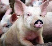 Очаг африканской чумы свиней выявлен в Сергачском районе 