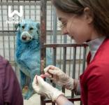 Синих собак из Дзержинска доставили в ветгоспиталь «Зоозащита НН» 