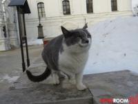 По улицам Нижнего Новгорода побегут «мартовские коты» 