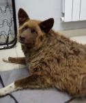 Живодер из Дзержинска отстреливает бездомных собак из авто 