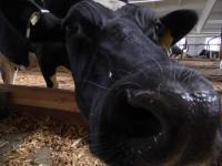 Корова повредила глаз ветеринару в Нижегородской области 