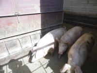 Более 150 свиней уничтожат в Шатковском районе из-за АЧС 