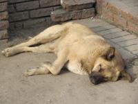 Собаки обглодали голову хозяйки в Нижнем Новгороде 