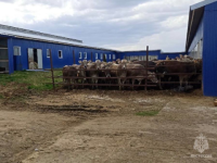 120 коров спасли от гибели в пожаре на нижегородской ферме 