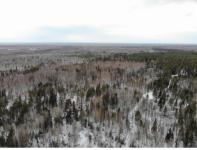 Нелегальную вырубку леса обнаружили под Выксой с квадрокоптера  