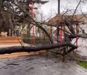 Дерево рухнуло в благоустроенном сквере Свердлова в Нижнем Новгороде
 