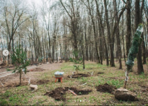 Подрядчик приступил к озеленению нижегородского парка «Швейцария»

 