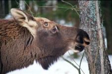 Охота на взрослых лосей закрыта с 1 января в Нижегородской области 