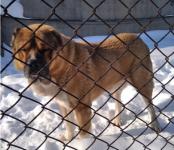 Нижегородская ИК-5 отдает в добрые руки трех служебных собак на пенсии 