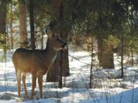 Сезон охоты на косулю в Нижегородской области завершится 11 января 